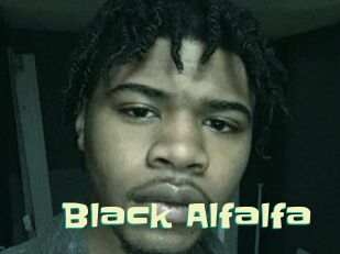 Black_Alfalfa