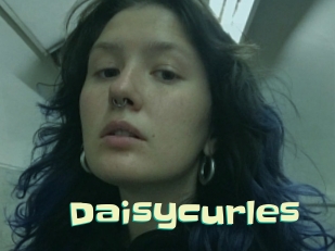 Daisycurles